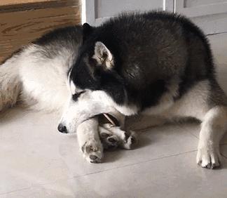 十二星座最适合养猫还是狗,十二星座不适合养的狗狗