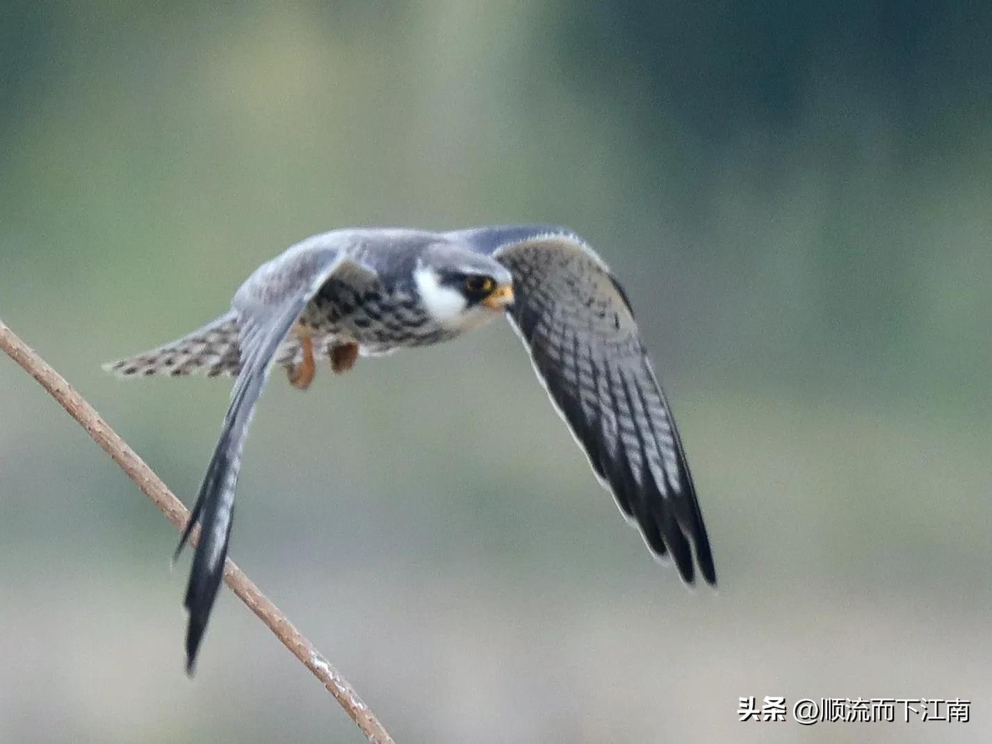 红脚隼叫声,红脚隼