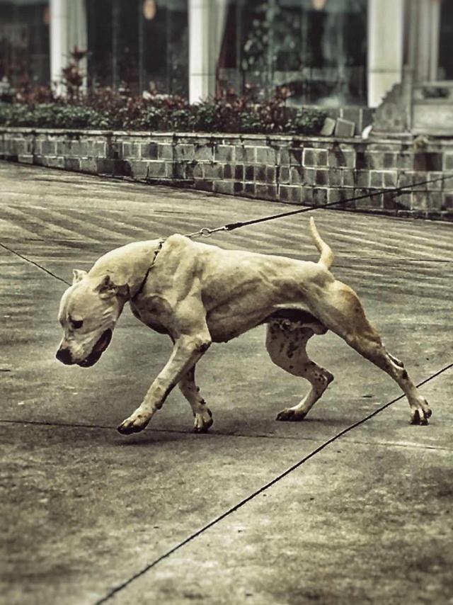 杜高犬为何不抗冻,杜高犬真能护主吗