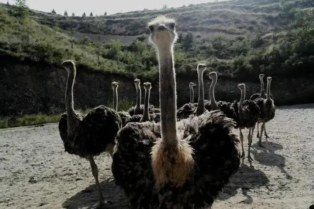 现在农村搞养殖养什么好,2022年回农村养殖什么好