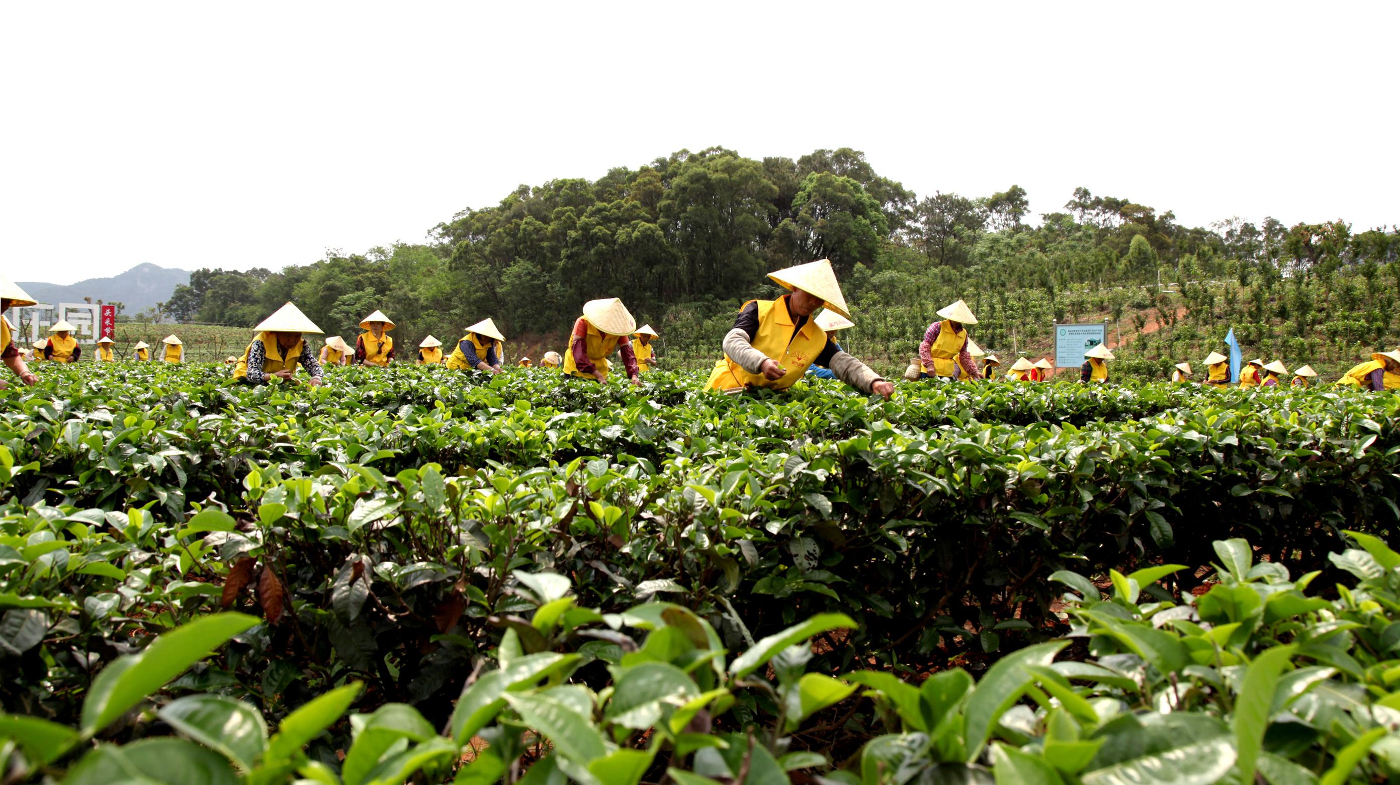 英德红茶英红九号浓香型红茶,广东英德红茶排名前十茶厂品牌