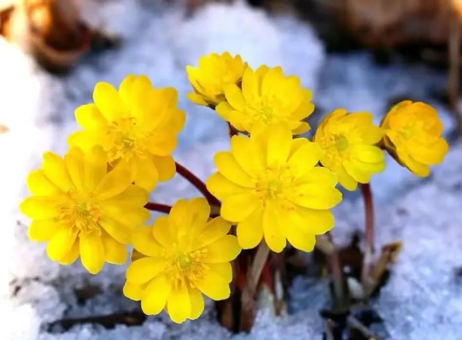 冰凌花享有林海雪莲之美称,牡丹江林海雪莲冰凌花悄然盛放
