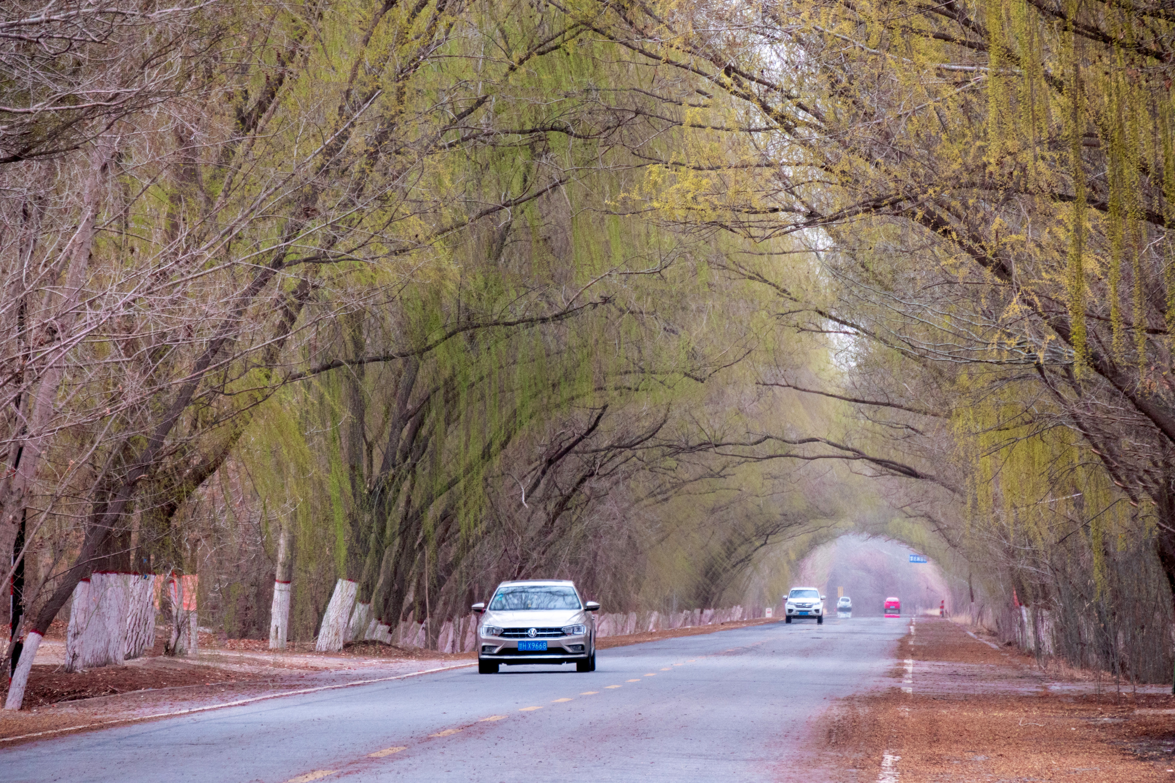 凉州不凉米粮川：人间四月天，行游河西天府之国“银武威”