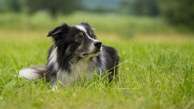 怎么教边牧用各种按钮说话,开拖拉机技术讲解