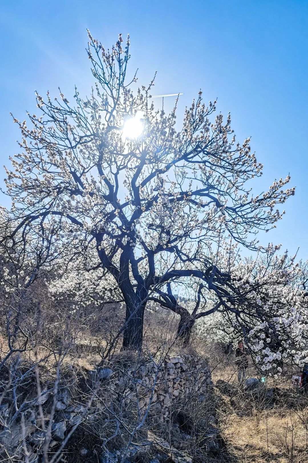 济南这个周末适合哪里赏花,济南春天赏花好去处