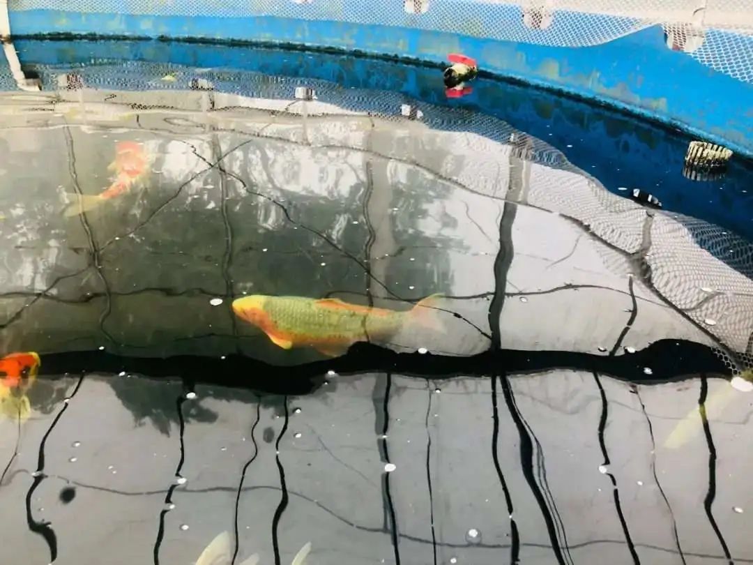 开眼界的鱼卖了7万元,开眼界的鱼叫什么鱼