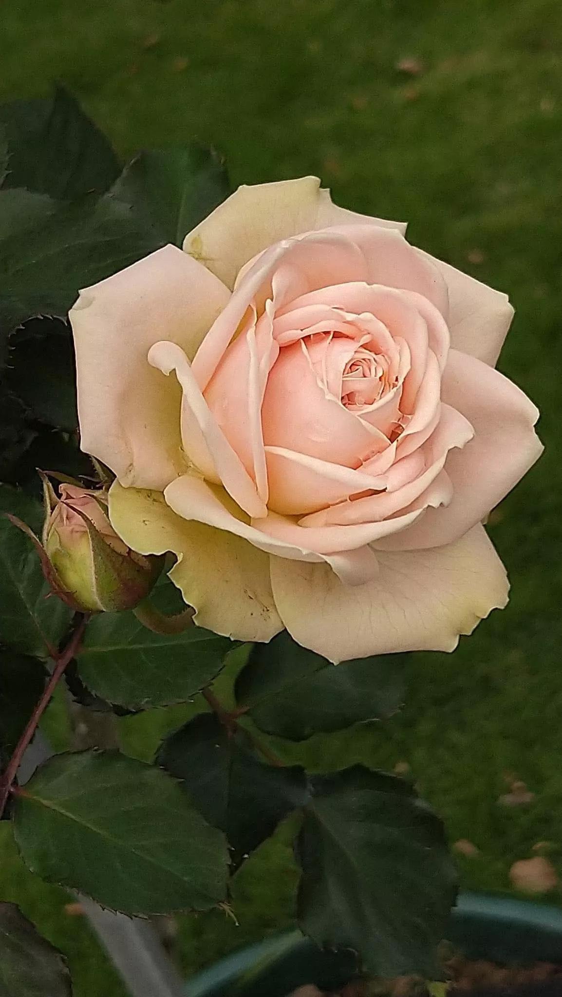 月季品种醉花,月季品种大全及图片欣赏