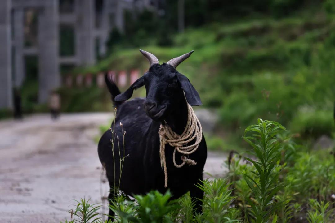 荣威穹窿,荣威有宝藏车吗