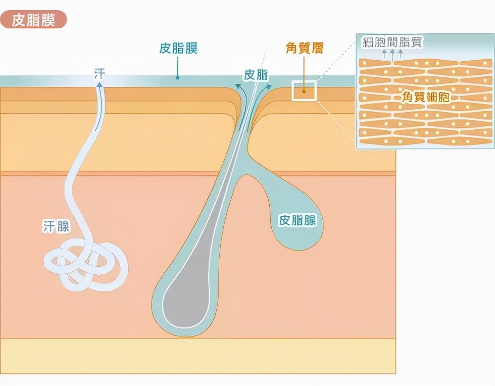 油皮护肤思路和方法,油皮晚间护肤步骤教程
