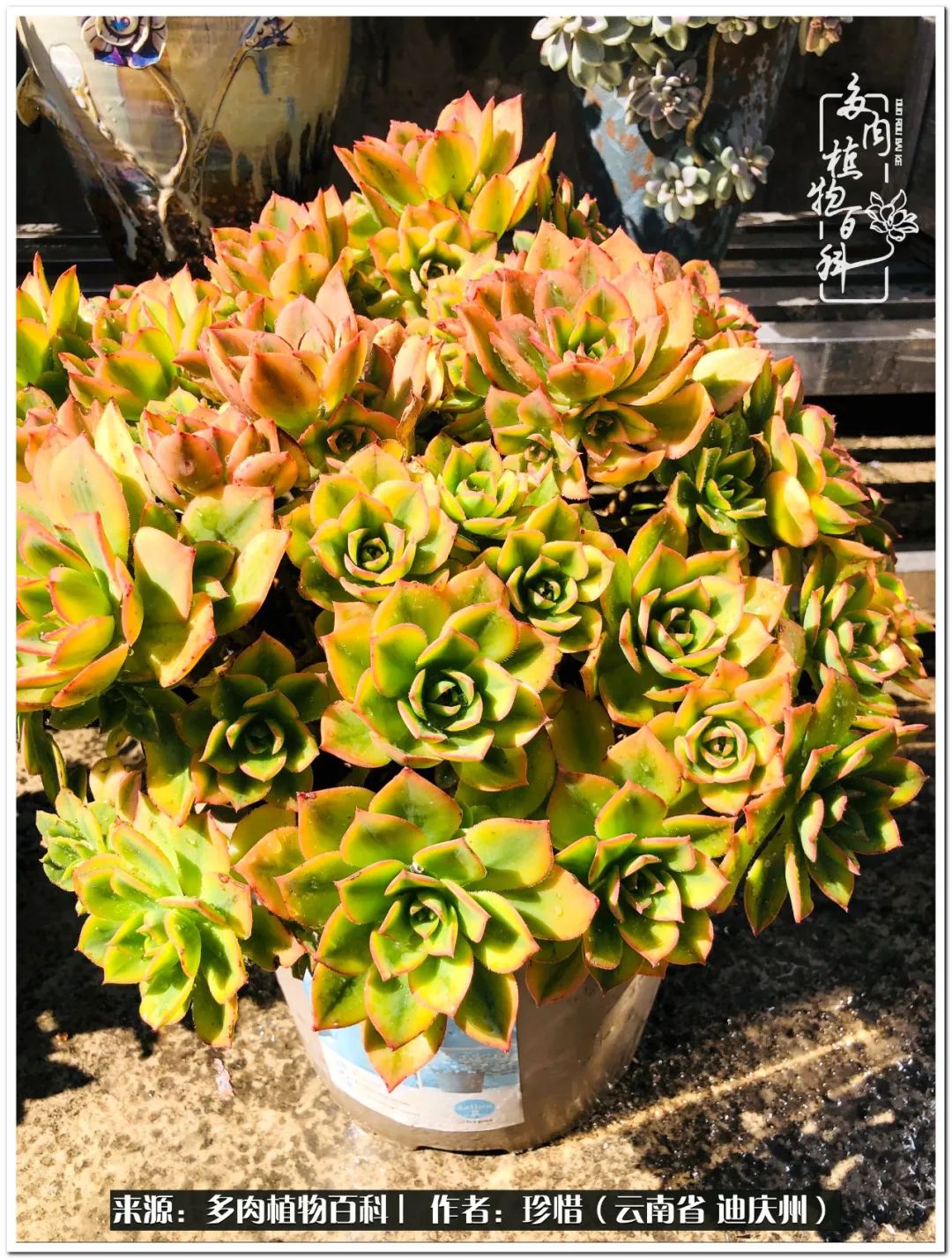 给生命一份淡然还岁月一份从容,给生命留一份洒脱的话