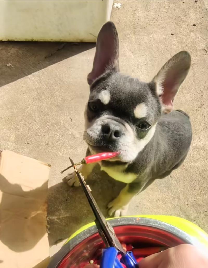 养狗吃什么营养品防止狗生病,养狗喂什么饲料狗狗长得快