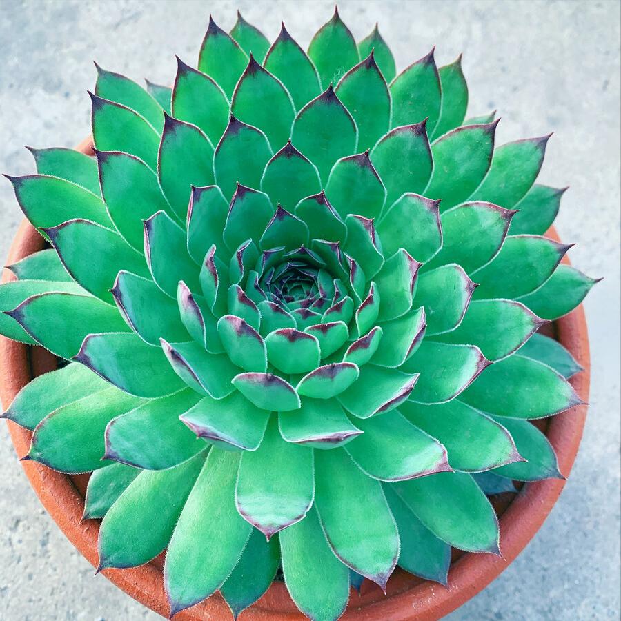 发财树富贵竹好运连连,发财树和富贵竹位置有什么讲究