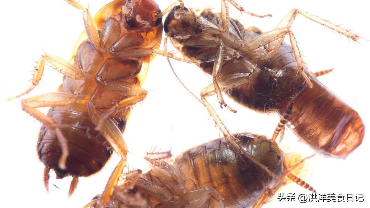 蟑螂为什么生命力顽强踩了都不死,家中蟑螂不要踩不然会越来越多
