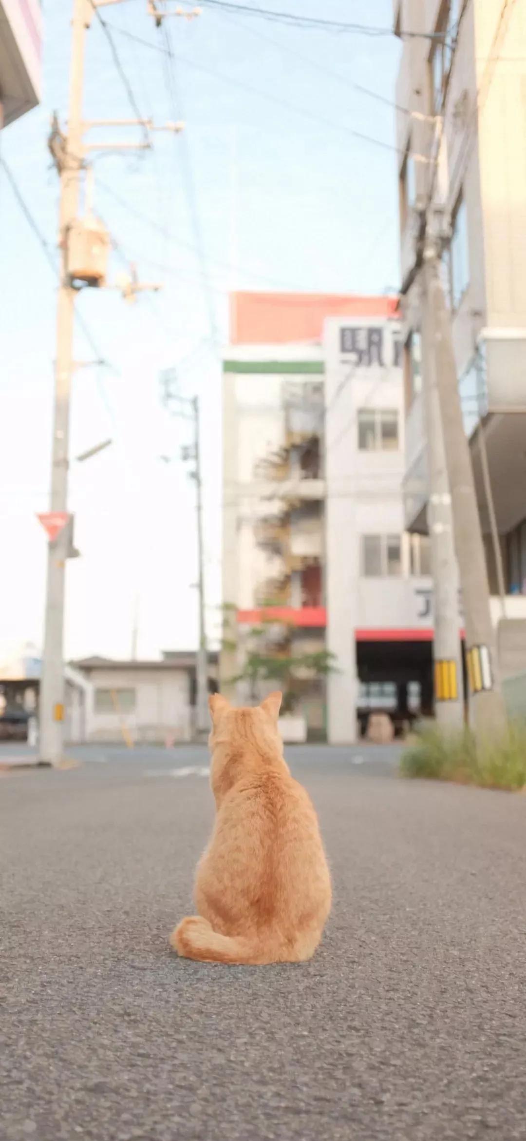 风生水起壁纸高清无水印,美女全屏无水印高清壁纸