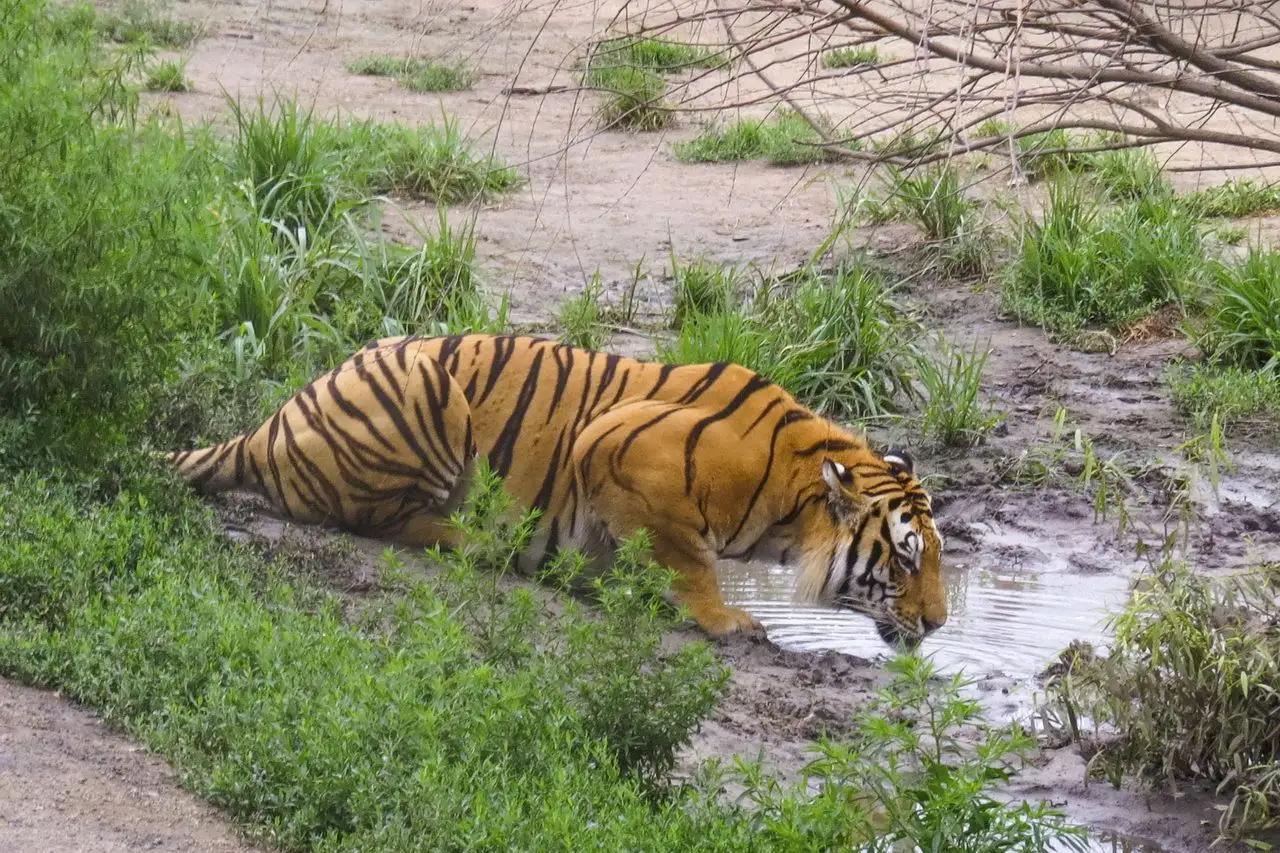 天气热动物园老虎,动物园里的老虎和野生老虎