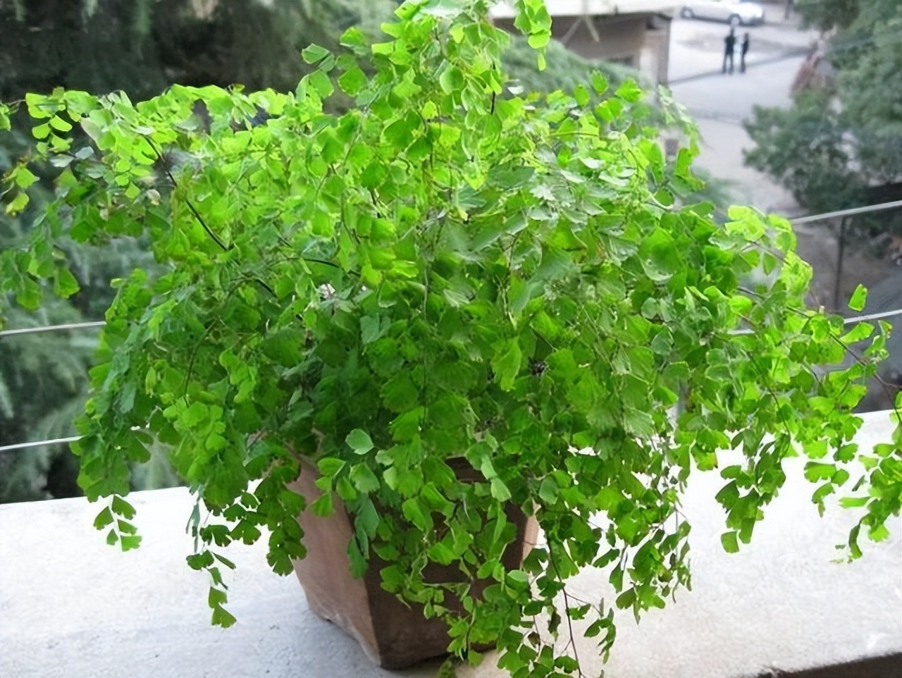 种植花草多久浇一次水好,冬天一浇水就烂根的5种植物