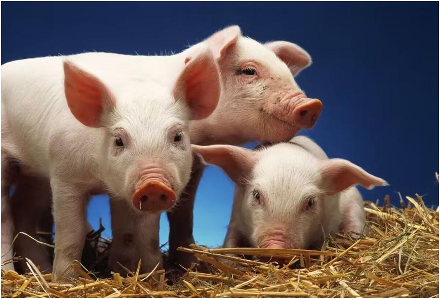 猪身上最脏的五个部位,猪身上最脏的六个部位建议少吃