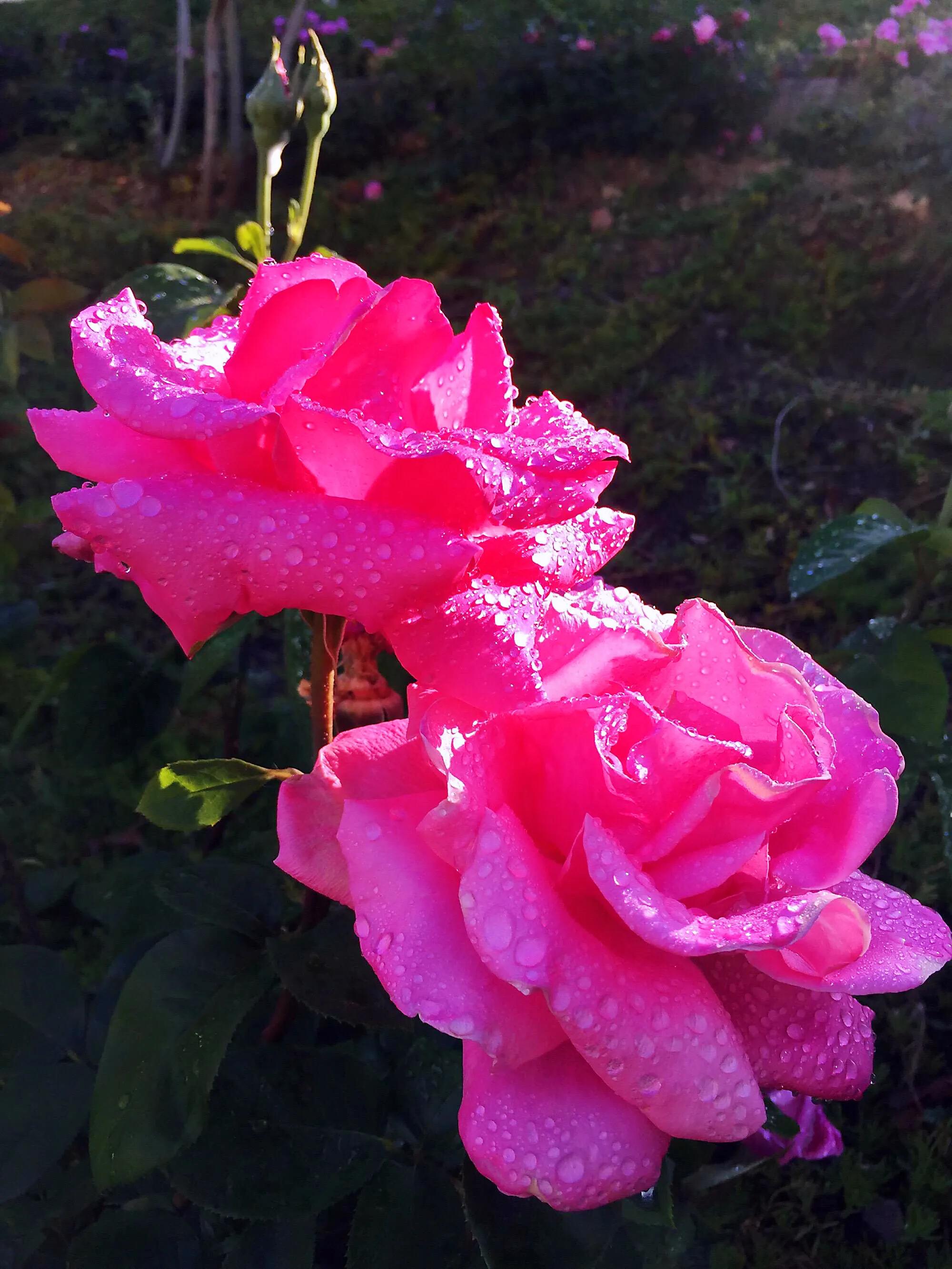 白玫瑰和红玫瑰的区别,红玫瑰与白玫瑰黄玫瑰