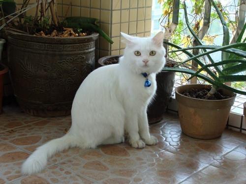 味道很重的宠物猫有哪些,为什么无毛猫身上有种怪味