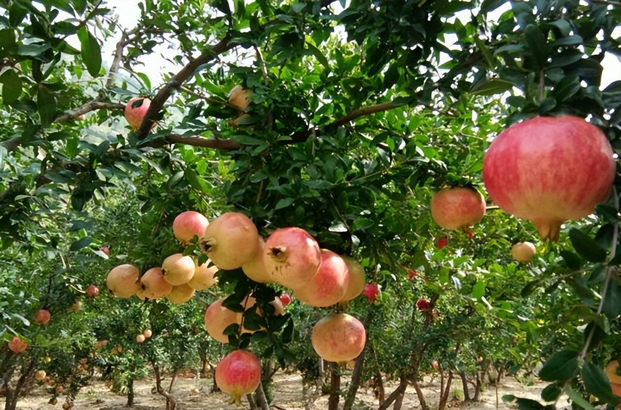 农村自建房庭院门前种什么果树好,东北地区庭院里门前适合种什么树