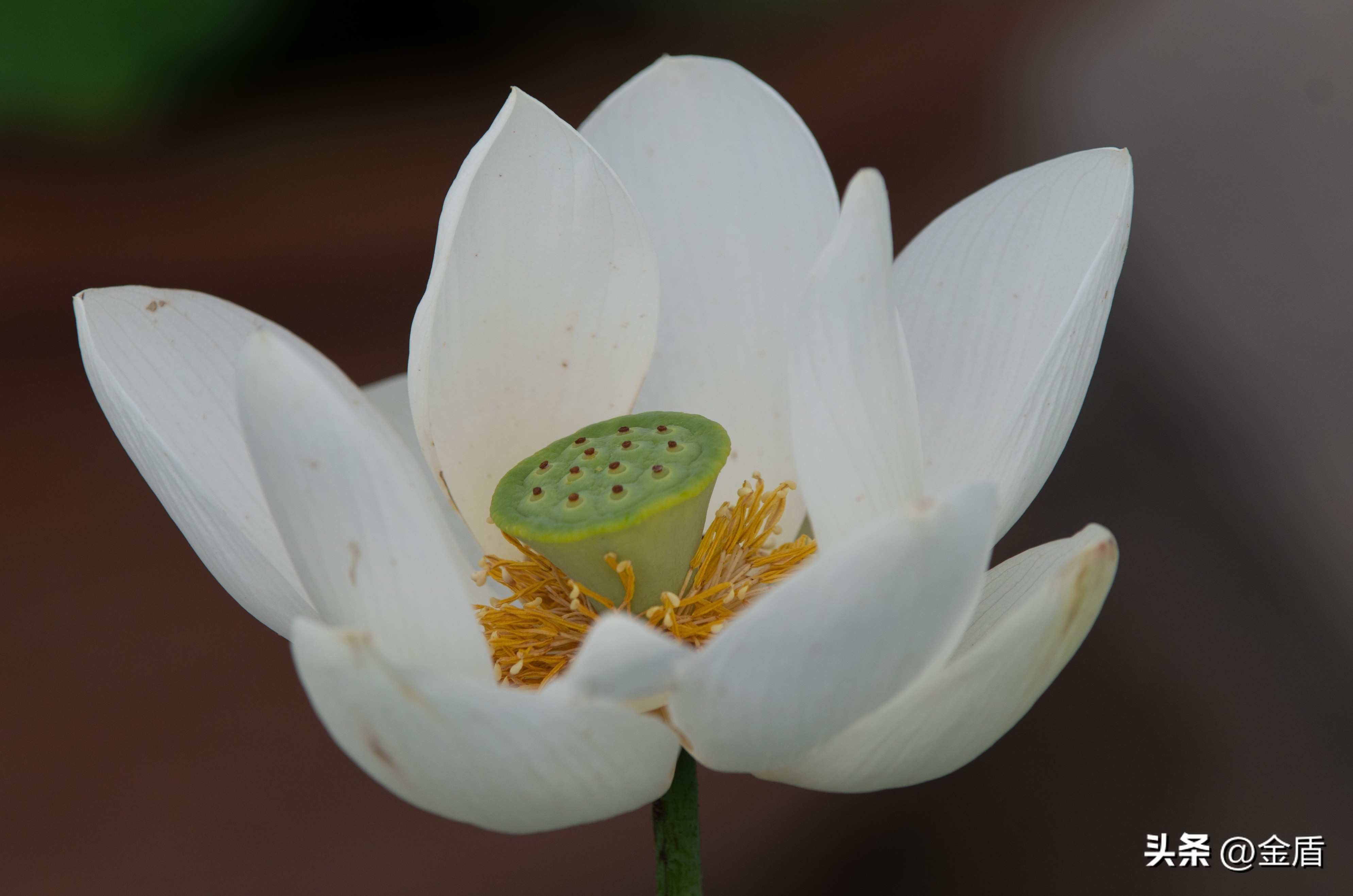 荷花中的隐藏的精神,荷花具有什么样的品格和志向