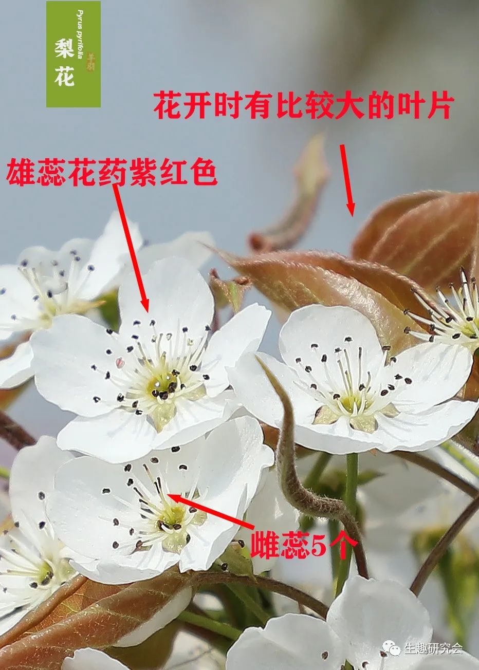 九种春花辨别,常见春花极简识别法
