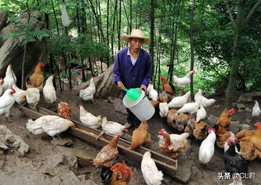 现在农村可以用哪种方式赚钱,2022农村如何致富赚钱