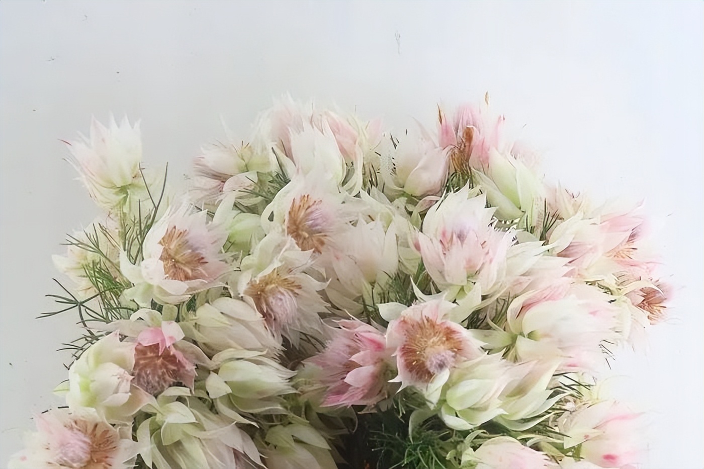 南非新娘花季节,南非的新娘花