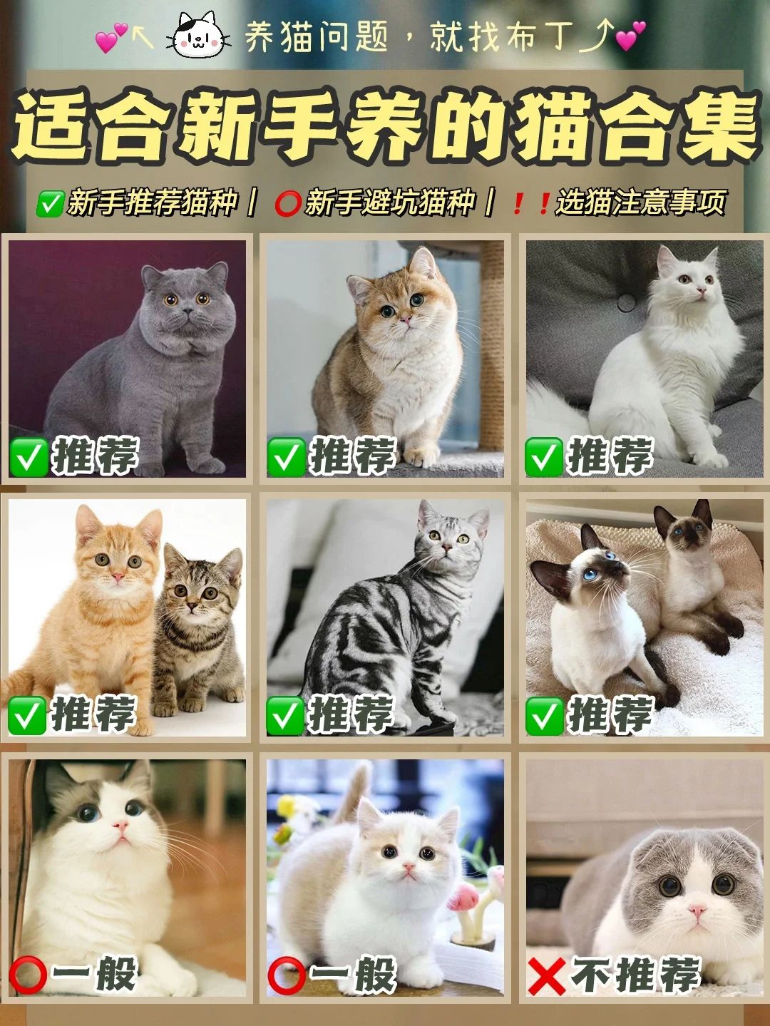 新手养猫选择哪个品种猫,养猫新手选哪一种猫便宜性格好