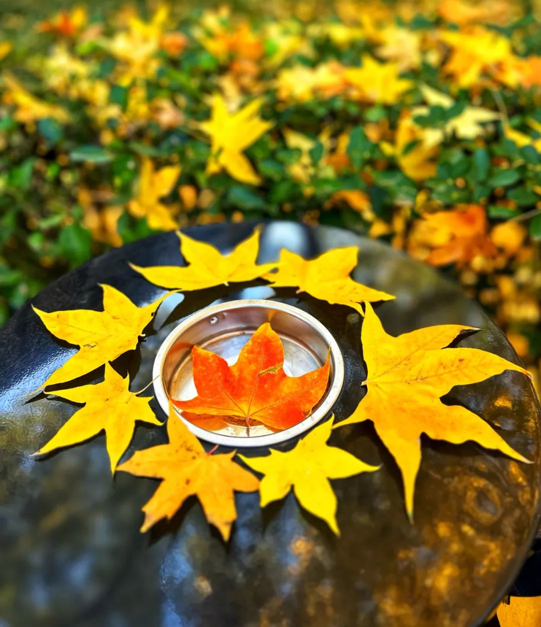 美丽的人民日报大院，我们温暖的家