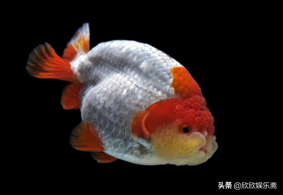 兰寿金鱼可以养在草缸吗,兰寿鱼缸开缸教程