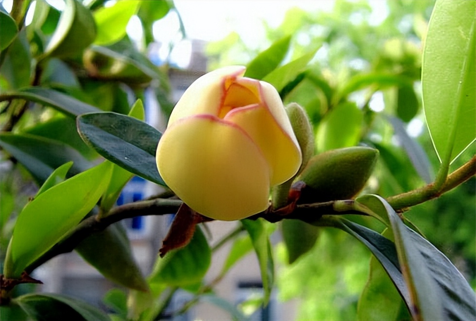 含笑花诗,含笑花的诗句