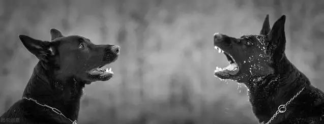 狗为什么无缘无故对门叫,半夜狗乱叫预示着什么