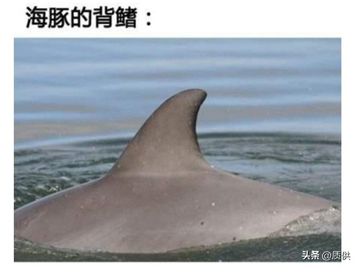 人类为什么只吃鲨鱼,为什么人类只吃鱼翅