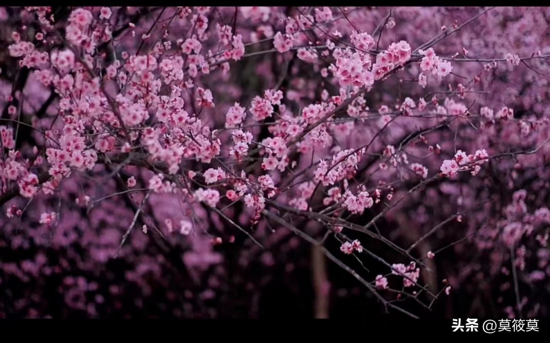 贵州省的省花叫什么名,贵州各个县的县花