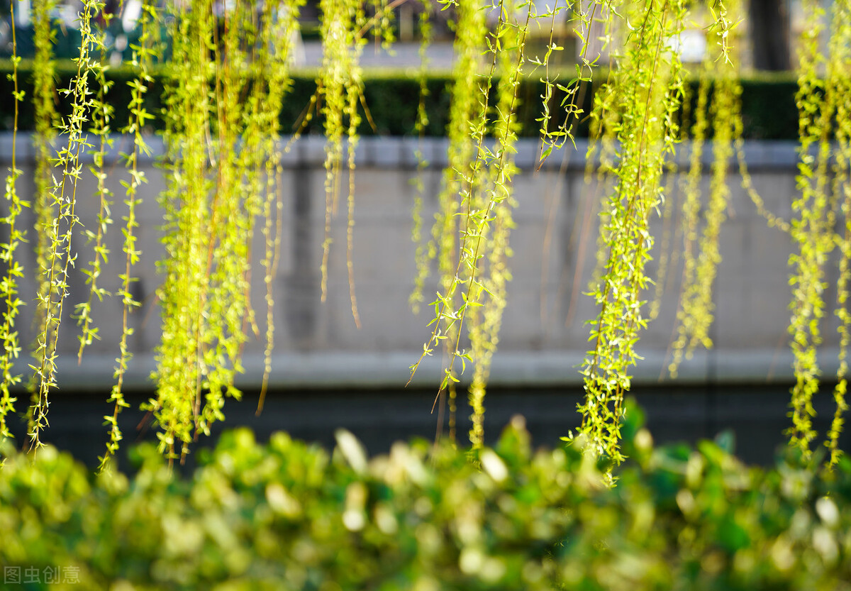 赞美柳树诗句古诗大全,春风杨柳唯美古诗