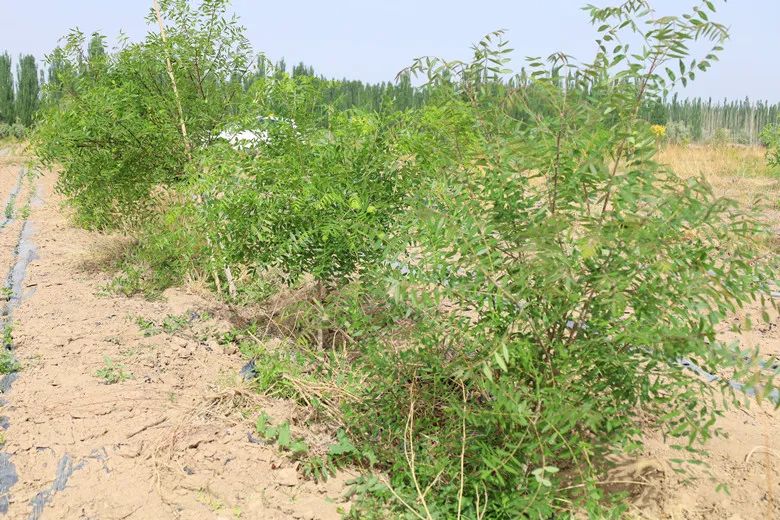 高台县文冠果,文冠果产业项目