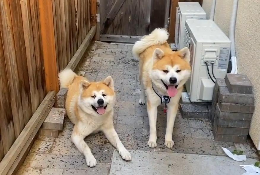 亲身经历养秋田犬,为啥不建议养秋田犬