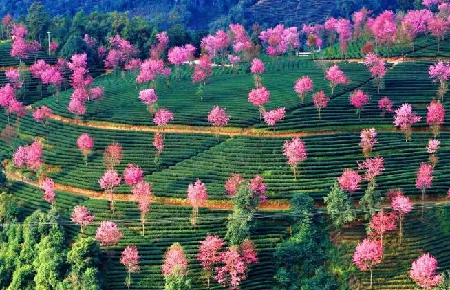 云南旅游少了什么景点,云南旅游的火爆程度