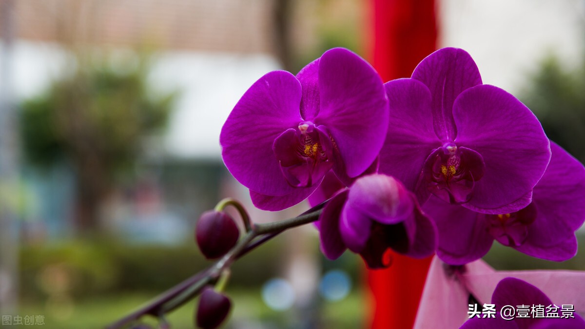 养花增加桃花运吗,养花增添乐趣