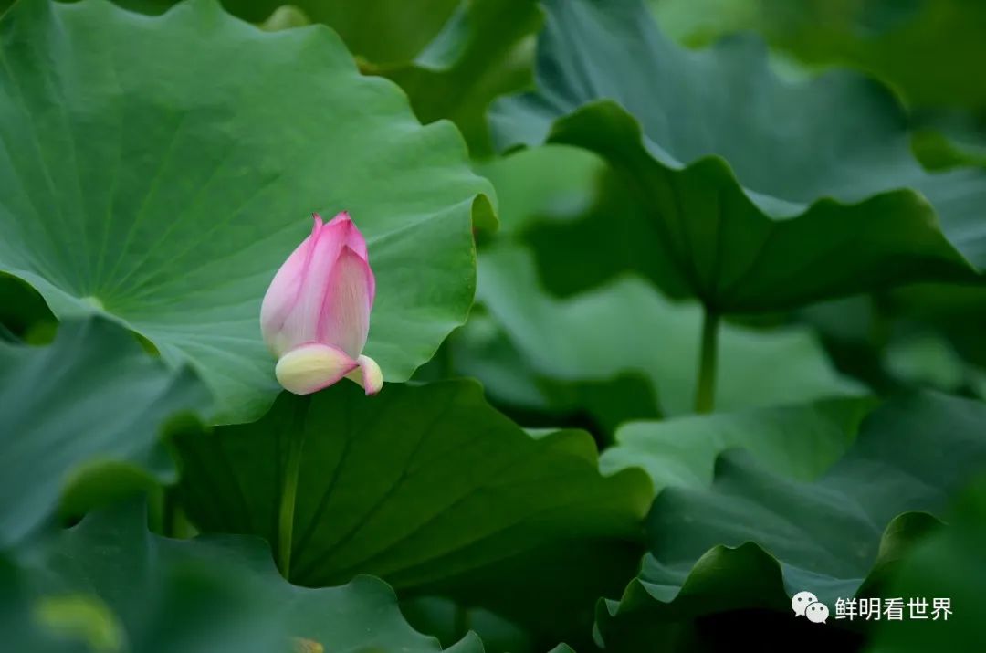 明心见性花开见佛,花开见佛碧水禅心