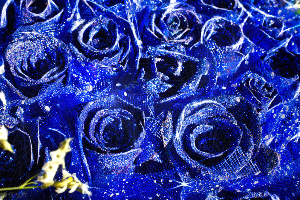 蓝色妖姬图片唯美两朵,蓝色妖姬各种图片