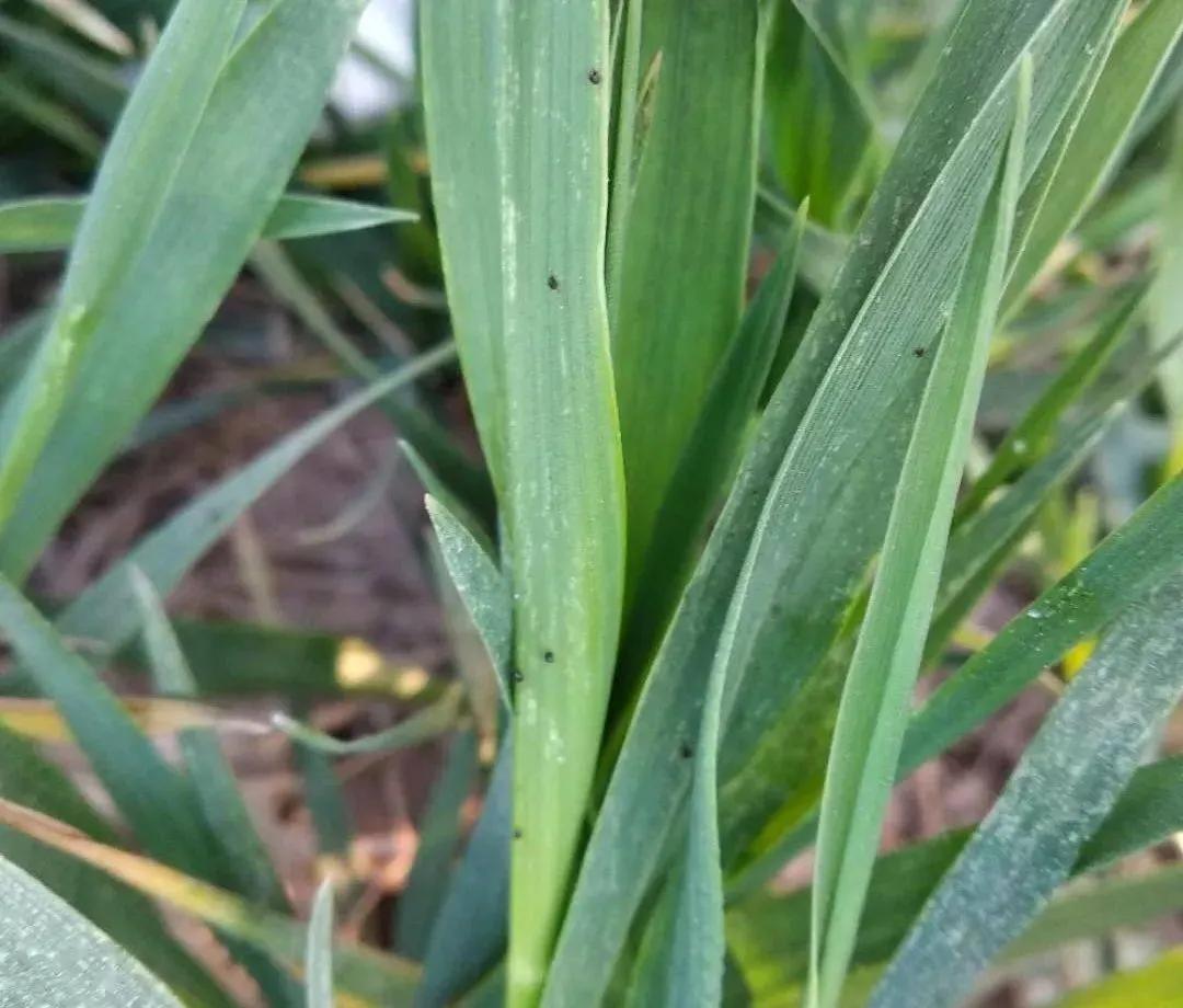 小麦红蜘蛛怎么样管理为好,农作物红蜘蛛怎么消灭