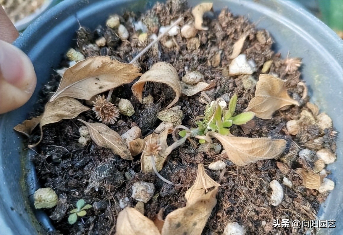 常见植物有毒不适合室内养殖,家里养不死的大型植物