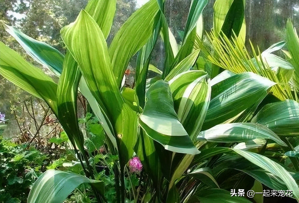 最适合室内养的十种花有哪些,4种花适合新手养漂亮好养