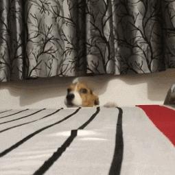 狗狗中最乖的狗是哪一种,狗界最怂的6种狗有危险溜得很快