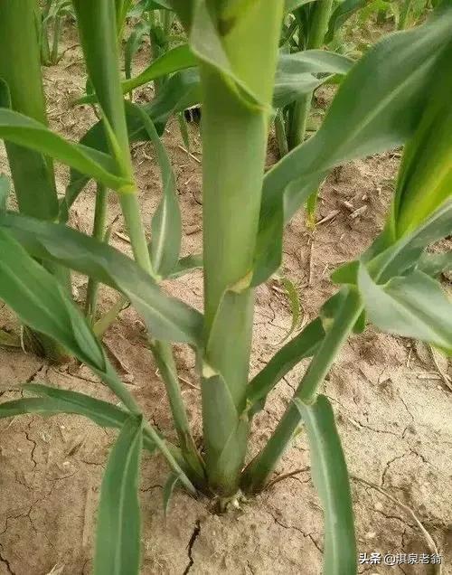 玉米丫子多大可以掰,玉米长叉子什么时间掰掉最好