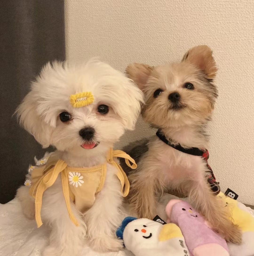 马尔济斯犬和约克夏区别大吗,马尔济斯犬和约克夏犬生孩子