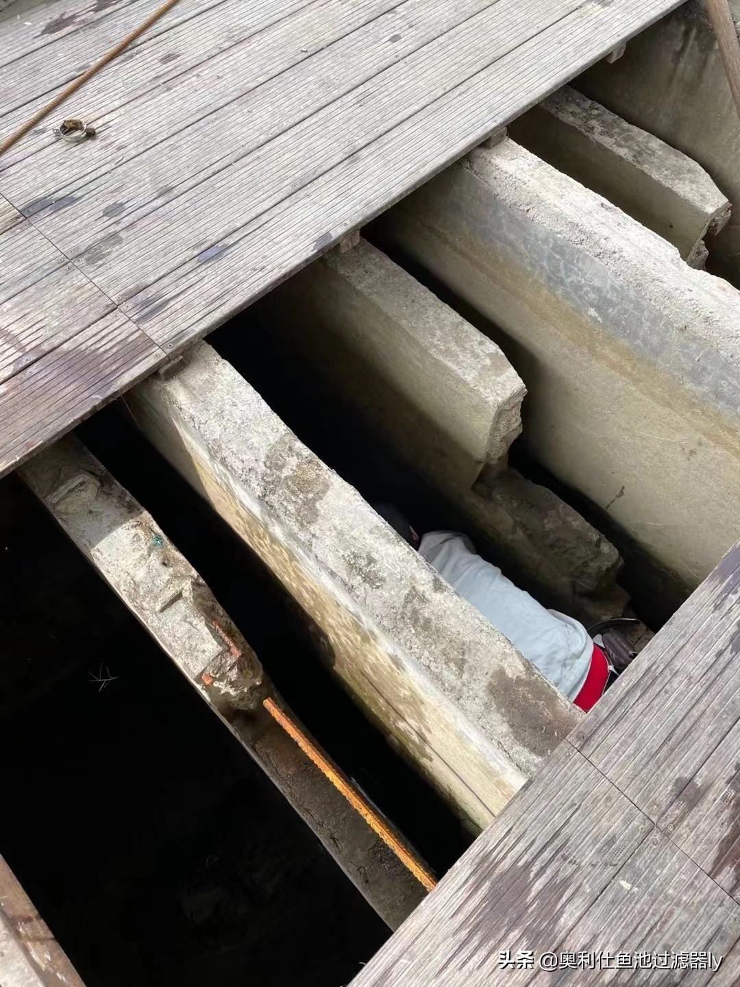 锦鲤鱼池清洗方法,鱼池里锦鲤总是死