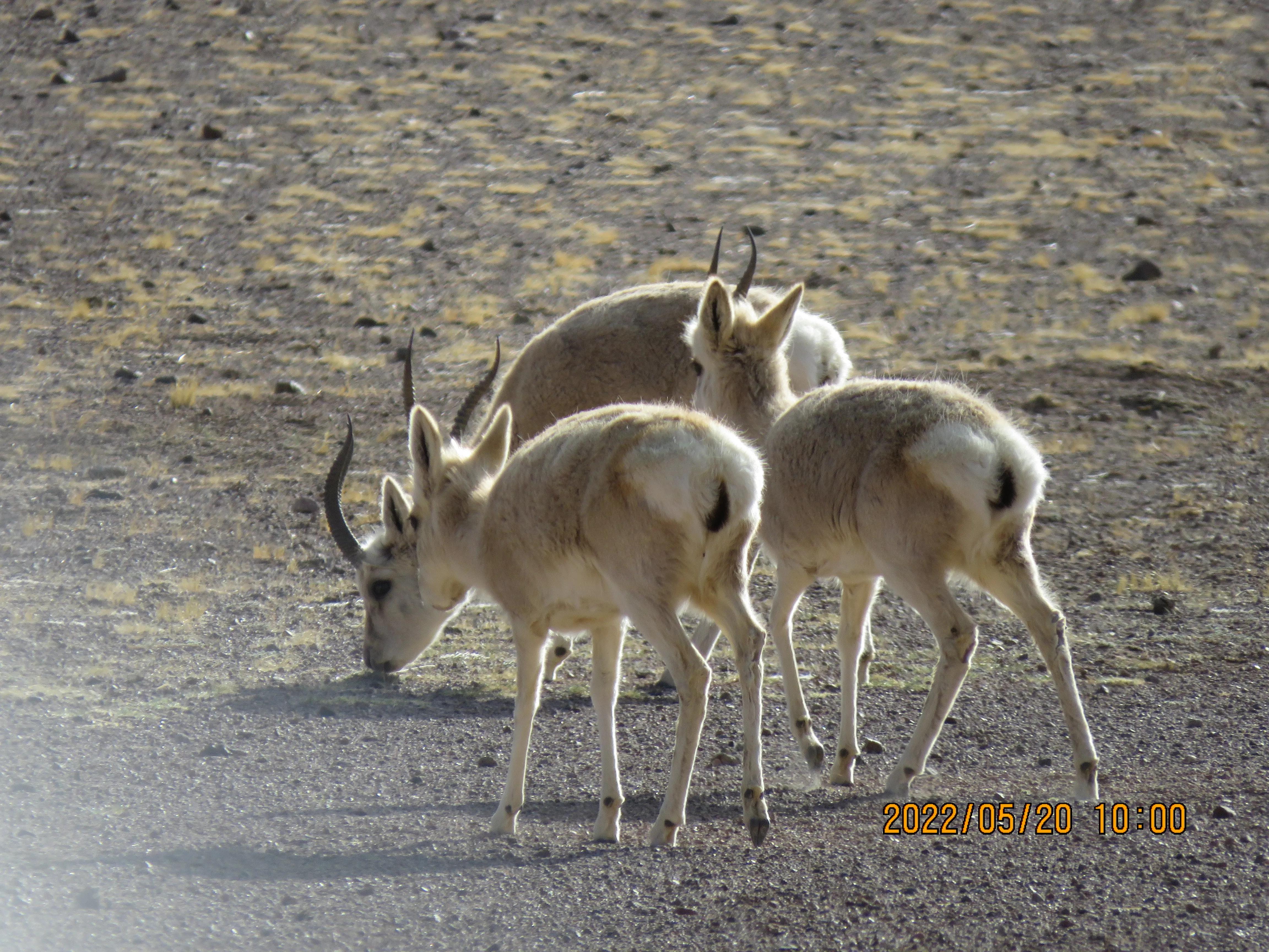 你准备好了去*藏西**吗？我有几项抗高反的建议，希望对你有帮助
